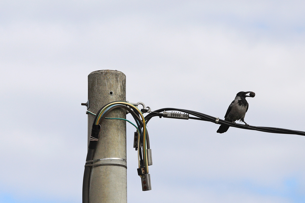 Einsteini živalskega sveta: Sive vrane so izjemno inteligentne