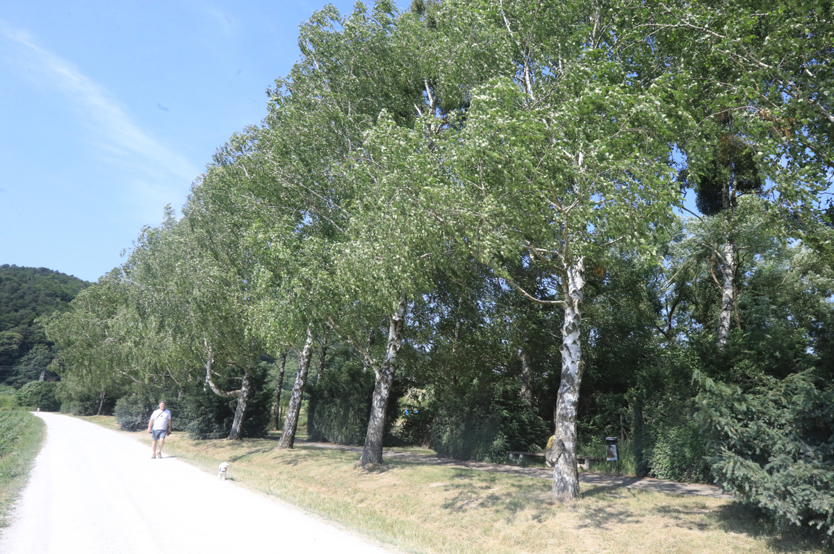 Drevesa v Mariboru, 7. del: Breze, bele krasotice našega mesta