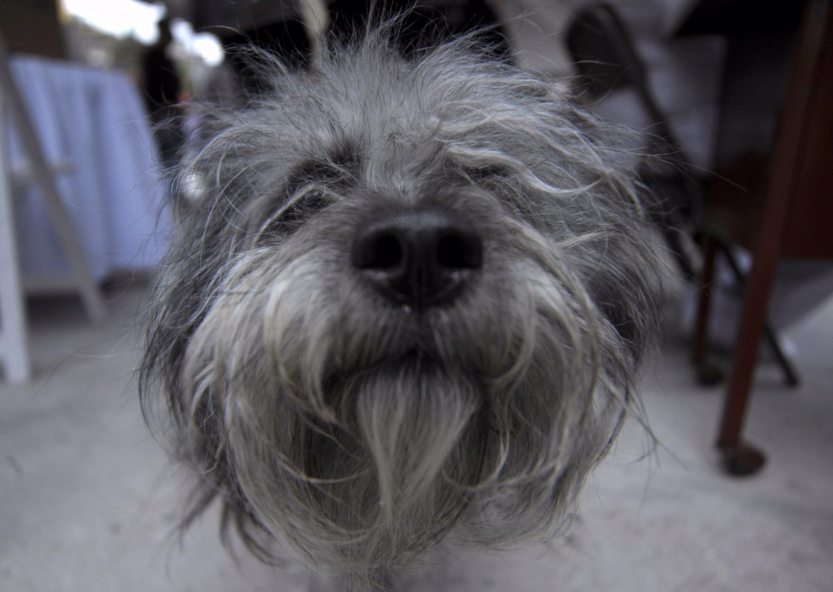 Psi nas ignorirajo, ko vedo, da lažemo