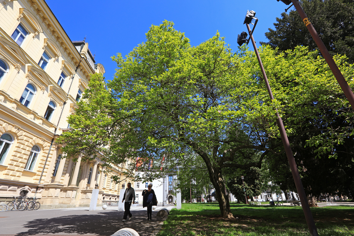 (FOTO) Drevesa v Mariboru, 8. del: Tisoče cvetov magnolij v mestu