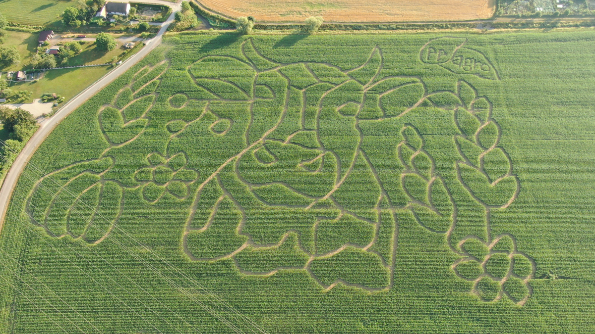 (FOTO) V soboto se odpira koruzni labirint v Mariboru: Naj zmaga pustolovski duh