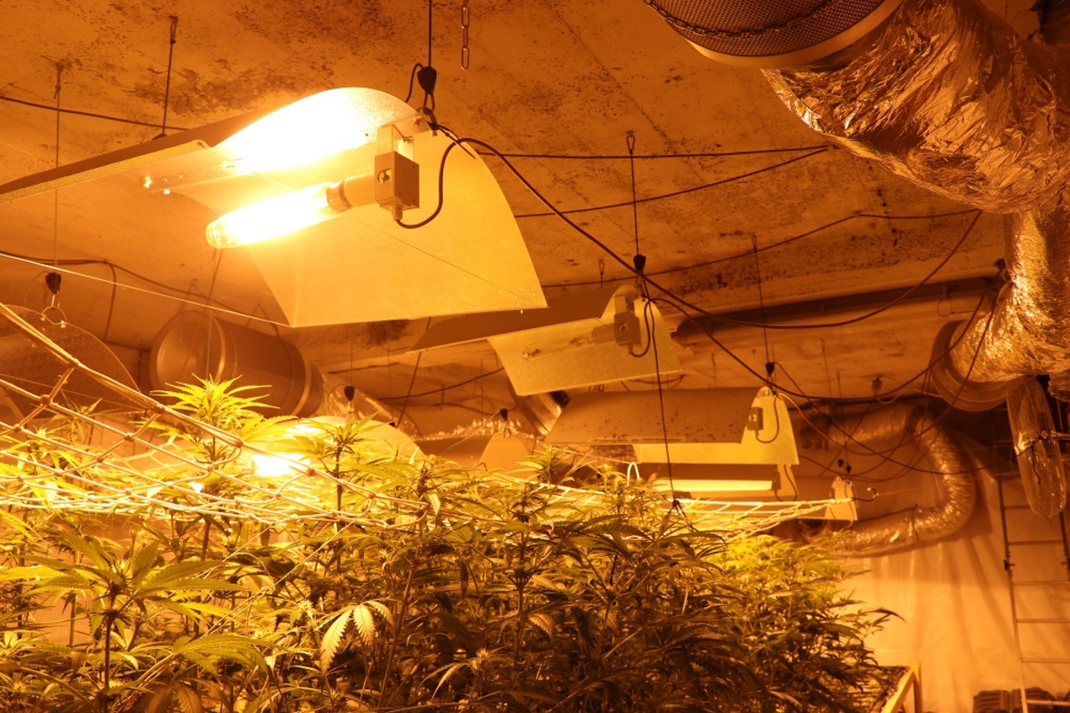 (FOTO) Več kot 600 sadik konoplje zasegli policisti med hišnimi preiskavami v okolici Kozine