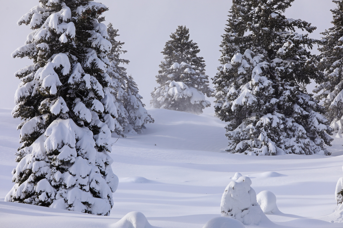 Plaz na Tirolskem ob meji s Švico vzel pet življenj, enega smučarja iz skupine so rešili 
