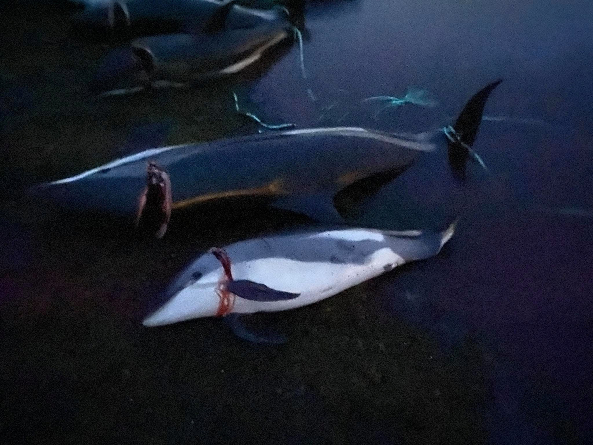 Prizor, ob katerem ste težko ravnodušni: Ribiči uprizorili masaker nad delfini