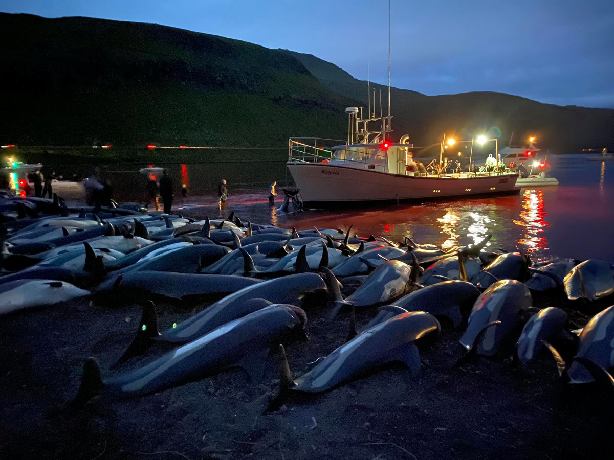 The graphic scene of hundreds of slaughtered dolphins in Sk�lafj�r�ur on the Faroe Islands where according to animal charity Sea Shepherd 1428 Atlantic White Sided Dolphins were caught and killed. The event was the largest hunt of cetaceans ever documented in the Faroe Islands (Kingdom of Denmark) - and possibly the largest hunt in recorded history worldwide. 12th September 2021,Image: 632137385, License: Rights-managed, Restrictions: This image is not available for use at a stock rate unless with prior agreement. This image hereby disclosed to your organisation is so disclosed on the condition that your organisation will take all steps necessary to ensure that any identifiable personal data is processed in full compliance with the Data Protection Act 2018follow us on twitter - @swnsbrowse our website - swns.comemail pix@swns.com, Model Release: no, Credit line: Profimedia 