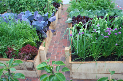 (FOTO) Dobri in slabi sosedje: Ste na vrtu pravilno združili rastline?