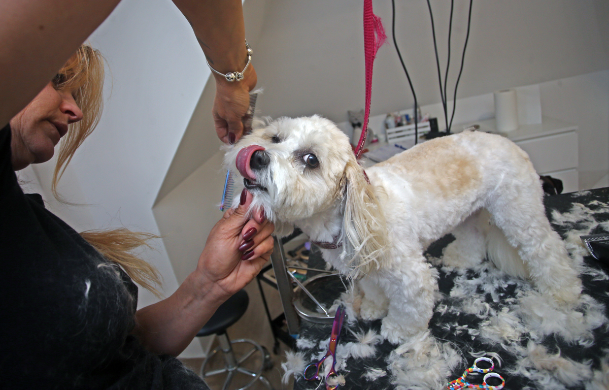 Kako za štirinožne prijatelje poskrbijo pri pasjem frizerju ali pasje pričeske za vroče dni