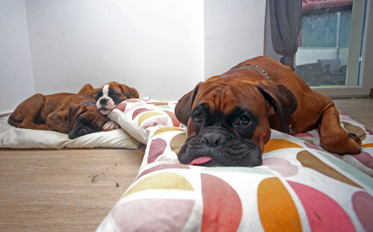 Kako za štirinožne prijatelje poskrbijo pri pasjem frizerju ali pasje pričeske za vroče dni