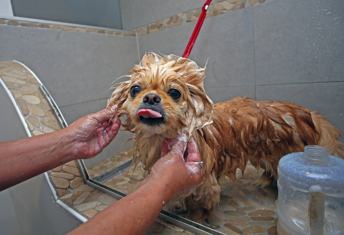 Kako za štirinožne prijatelje poskrbijo pri pasjem frizerju ali pasje pričeske za vroče dni