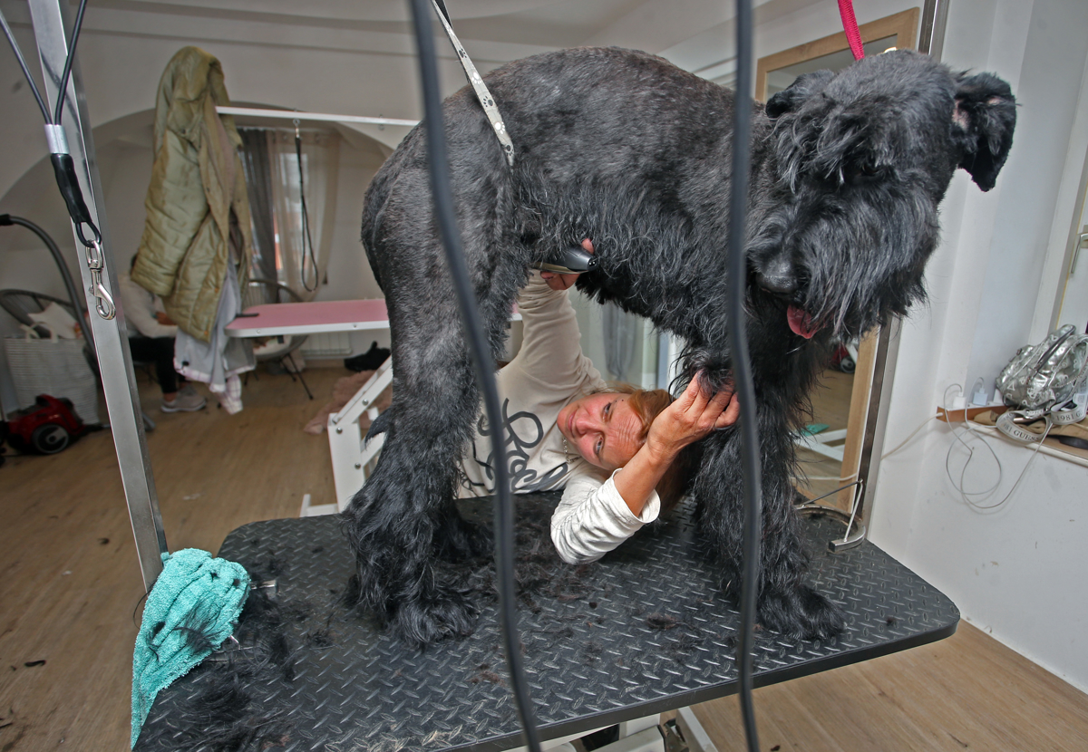 Kako za štirinožne prijatelje poskrbijo pri pasjem frizerju ali pasje pričeske za vroče dni