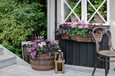 Tri rastlinske lepotice za barviti jesenski ognjemet v koritih