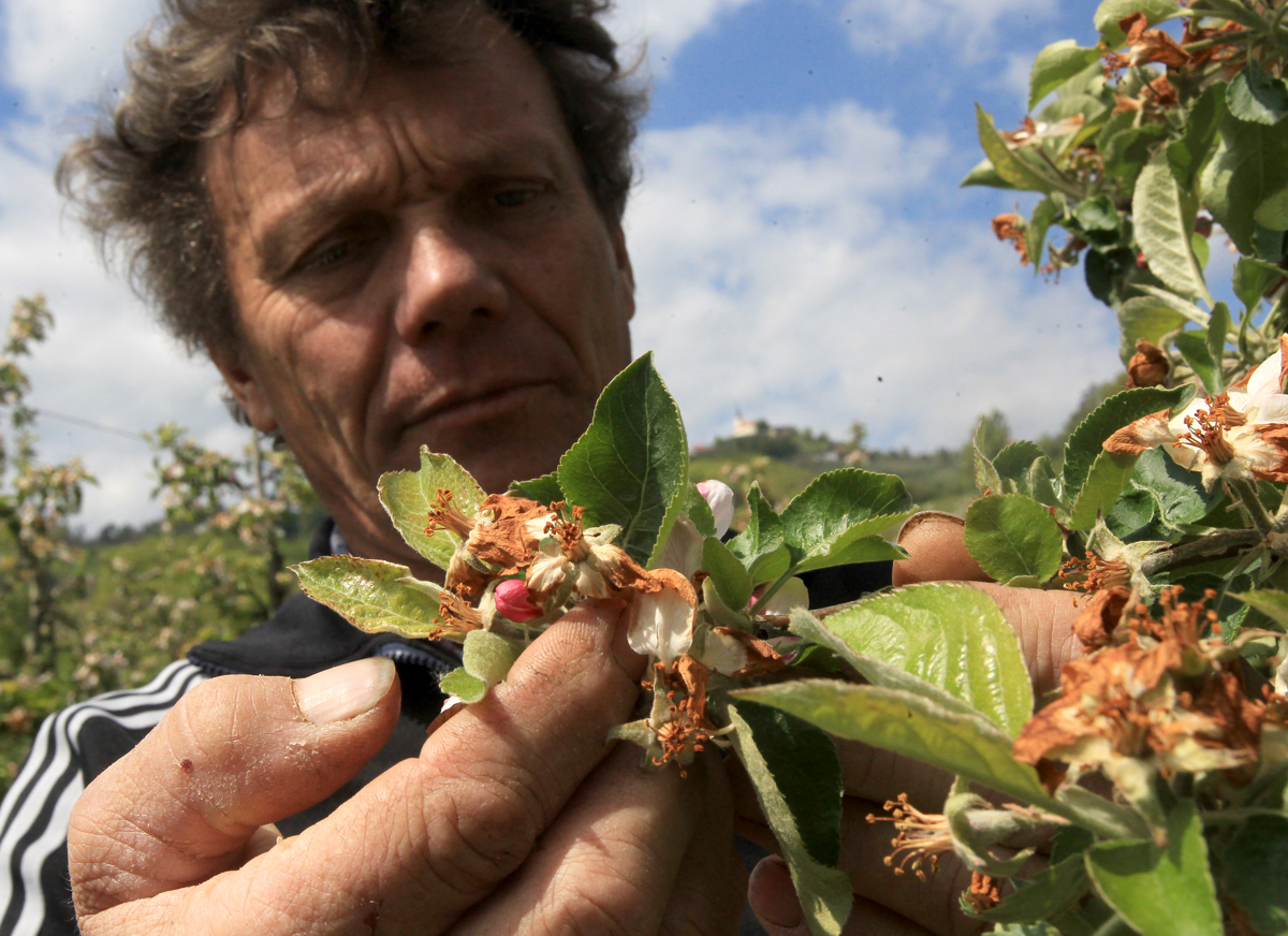 Posledice pozebe: Že drugo leto zapored katastrofa