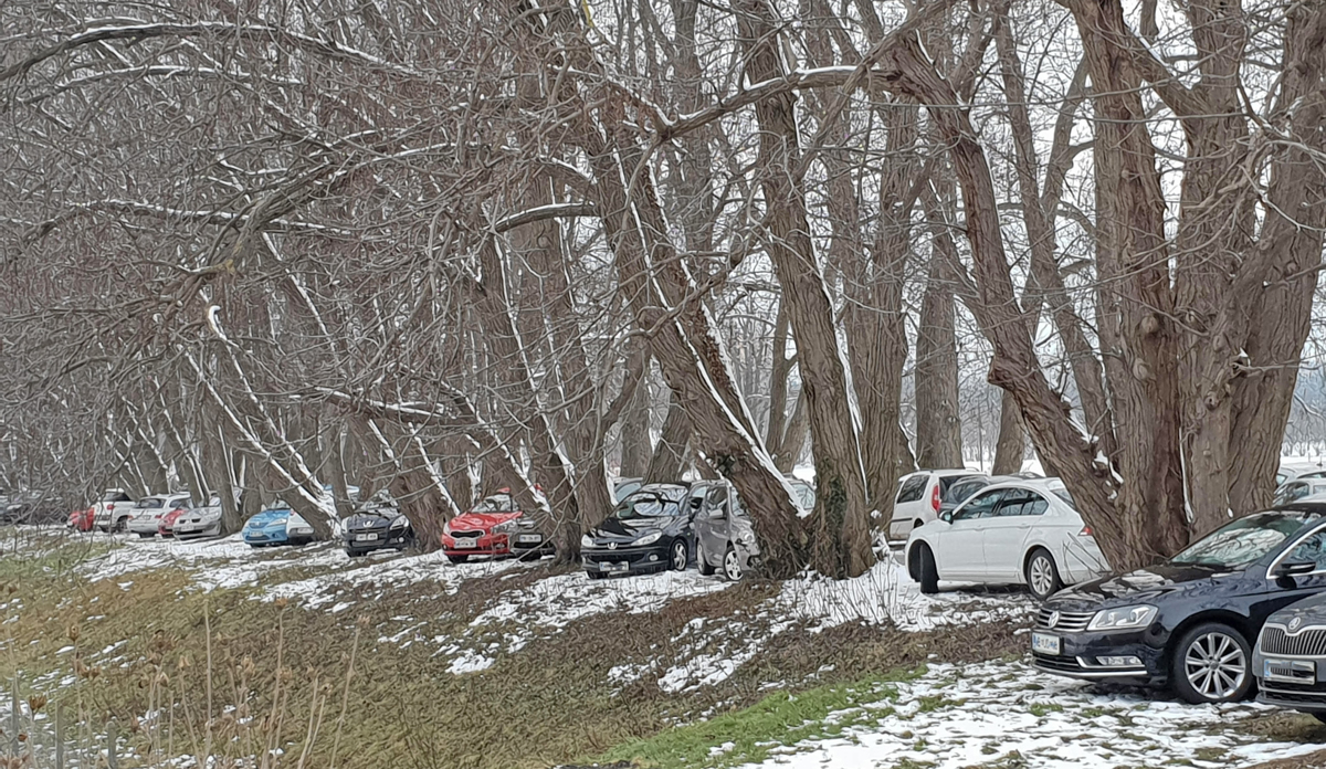 Drevored, ki je občasno parkirišče