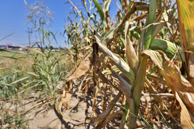 Tako hude suše ni bilo že od leta 2003: Letošnja letina koruze bo katastrofalna