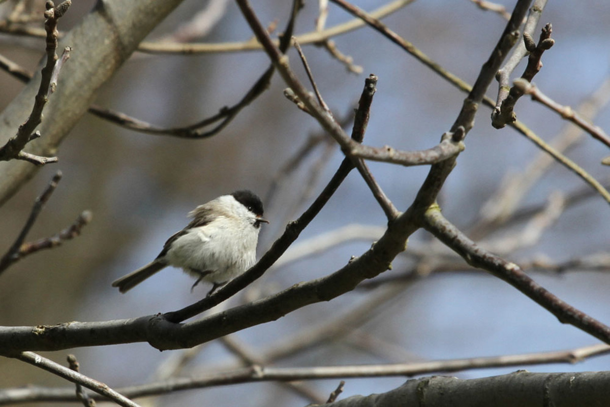 Sreča ni merljiva v kilogramih