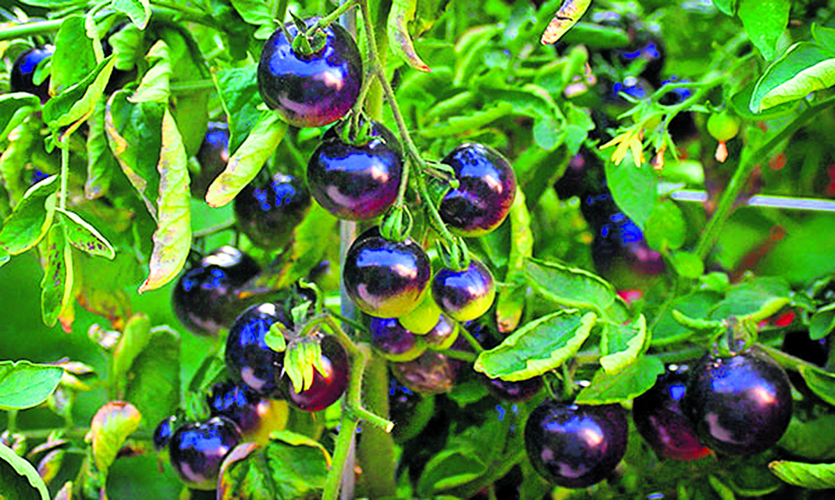 Ali res vemo, kaj bo zrastlo?