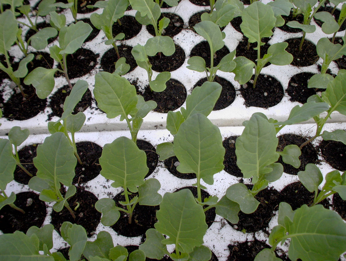 Čilije so nekateri že posejali