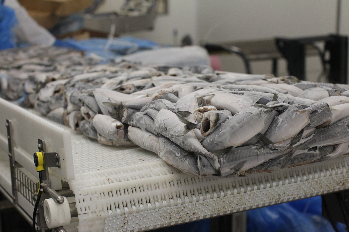 Zakaj so hrvaške ribe madžarske