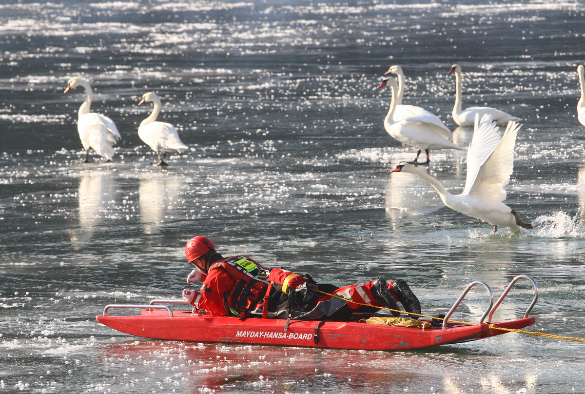Ptičja gripa tudi na avstrijskem Štajerskem