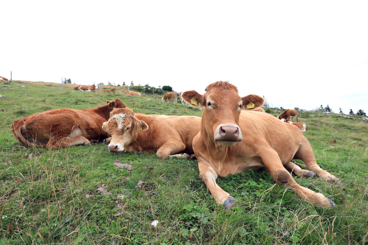Sindikat kmetov za manj zveri in le na določenem območju že do nove pašne sezone