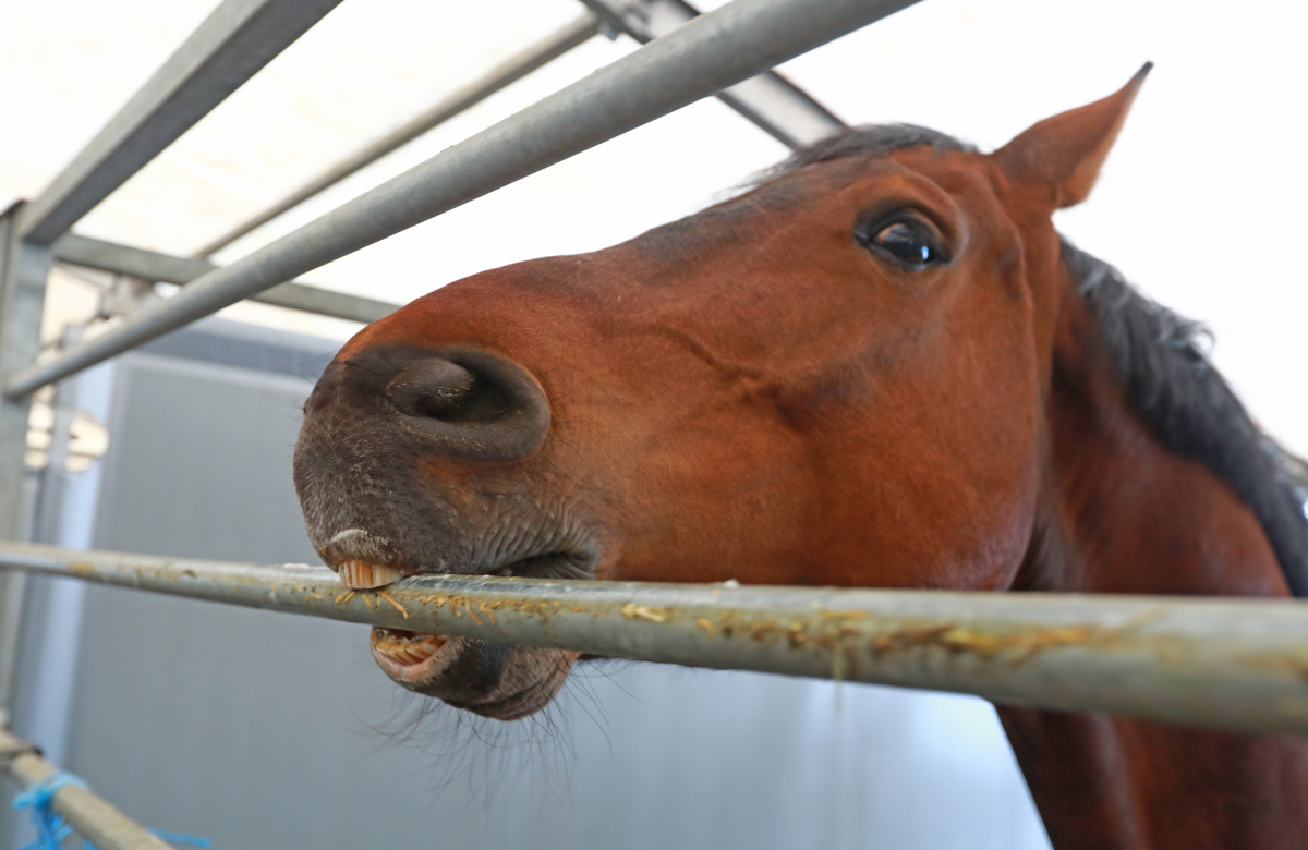 Preko ovir na jahališču Konjeniškega kluba Urh Bauman v Dogošah
