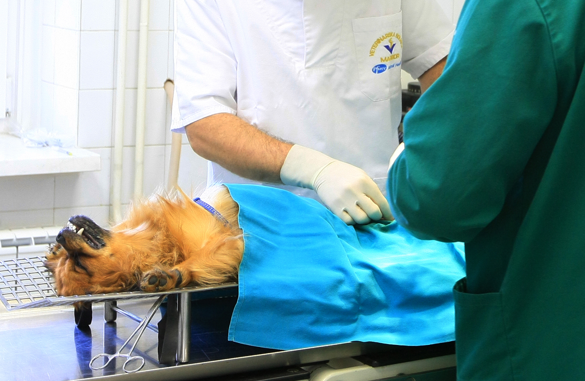 Vroča delovna mesta v Mariboru: Veterinarju ponujajo 1500 evrov. Vas zanima delo v Lumarju?
