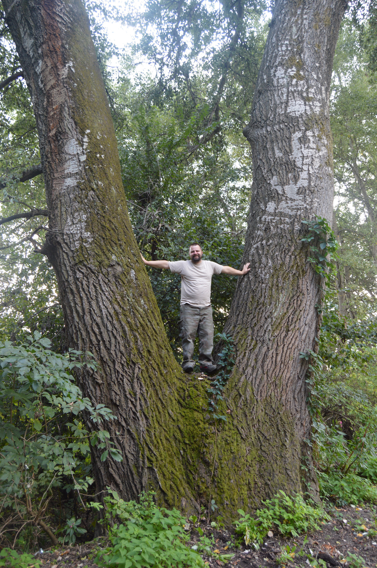 Malečnik: Kako so reševali zaščiteni topol