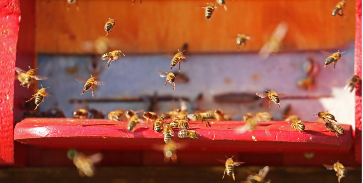 Poznate pozitivne učinke matičnega mlečka?