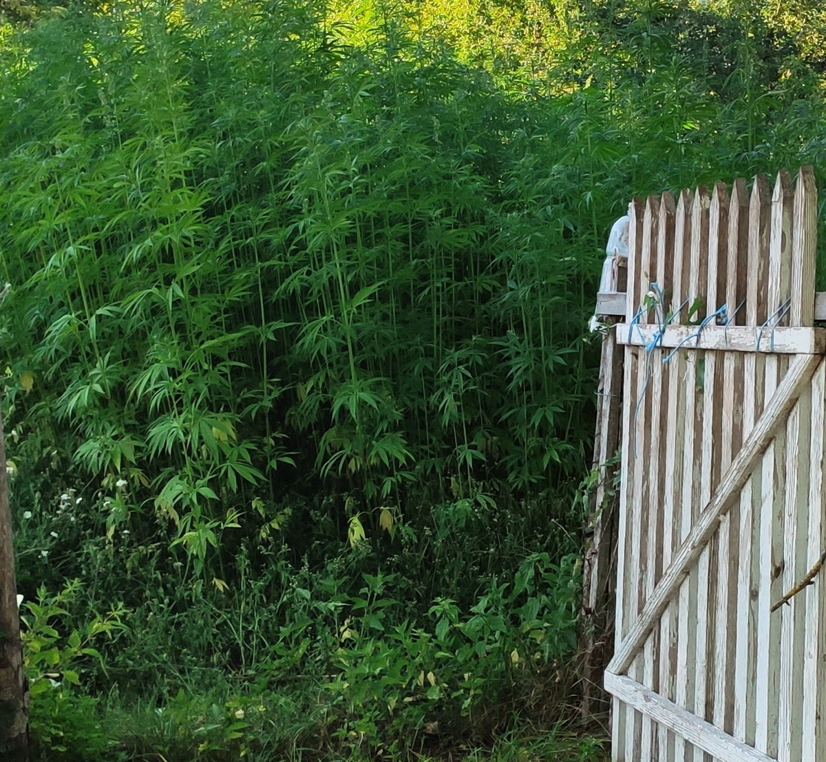 Policisti pri 76-letnici odkrili večji nasad konoplje