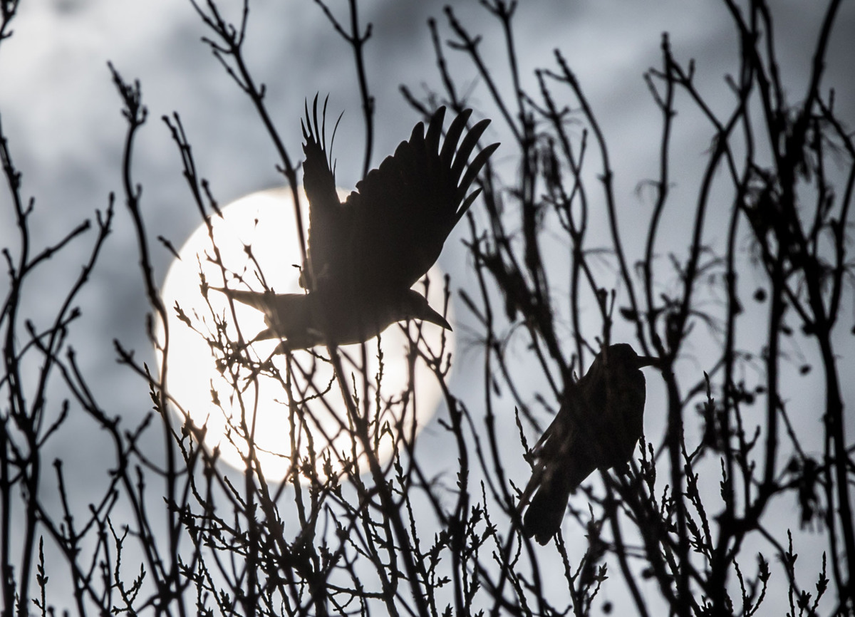 Mera pobitih živali je polna!