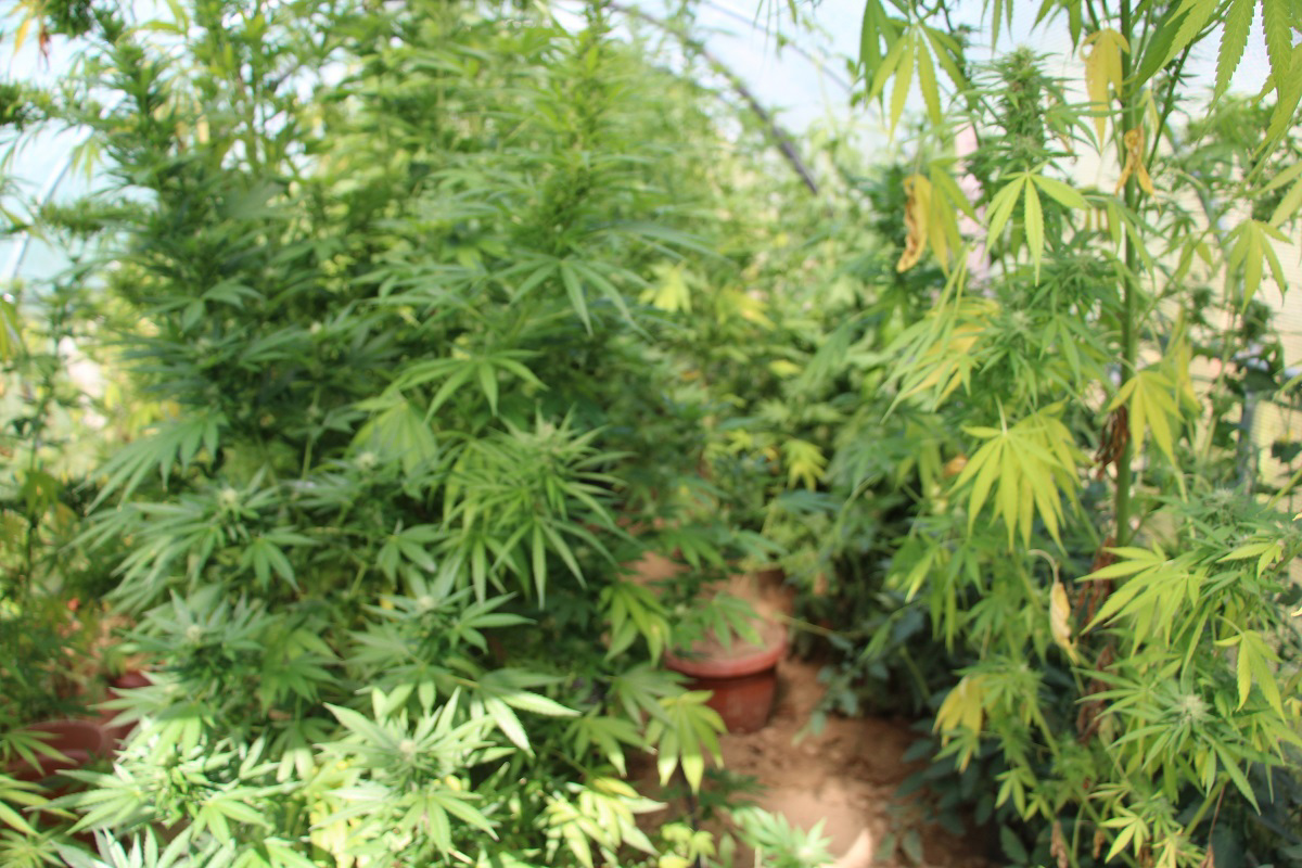 Prijeli so ju policisti. Doma sta gojila konopljo