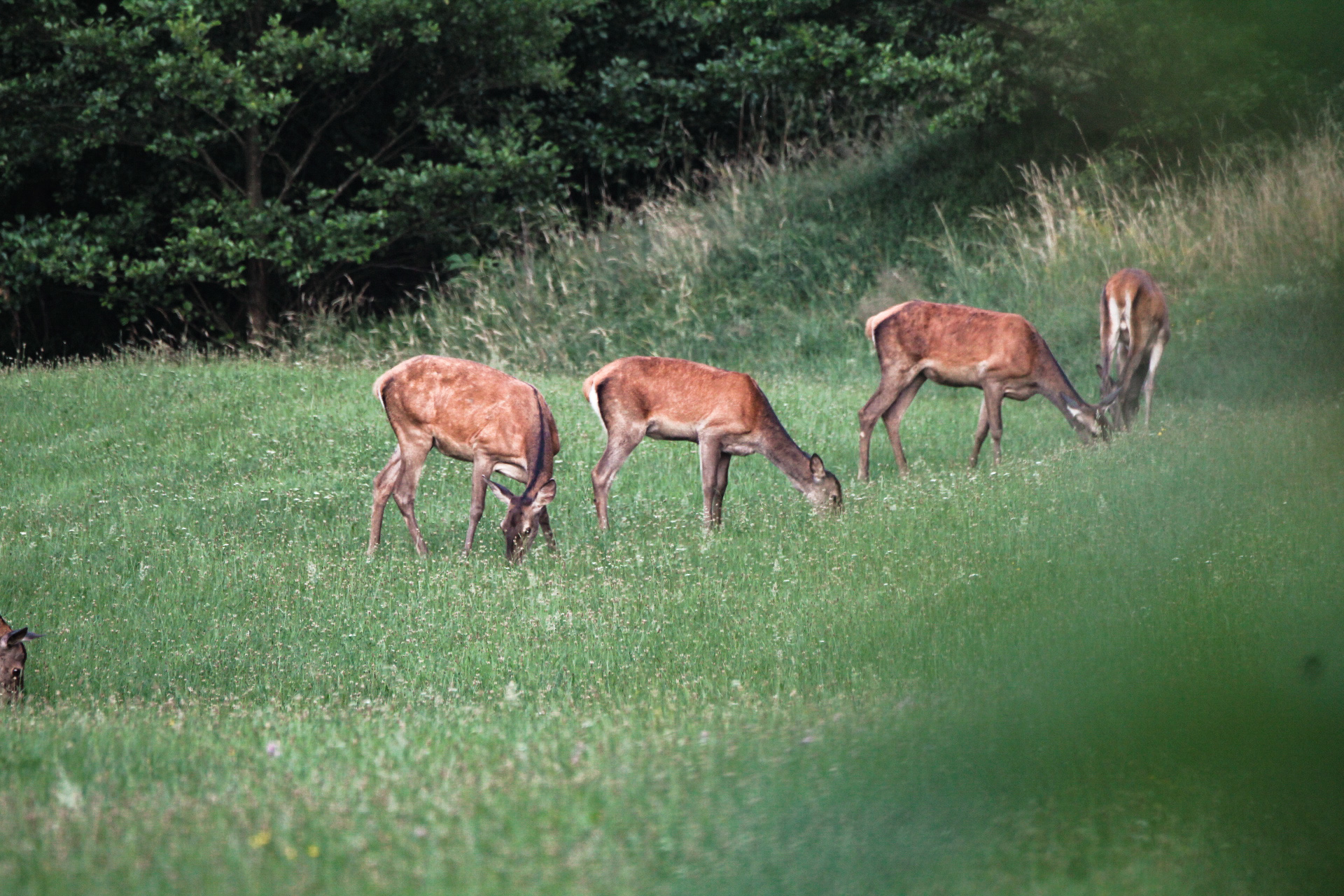 Kmetijski prostor zagotavlja različnim vrstam divjadi izvrstne razmere, zato populacija narašča. 