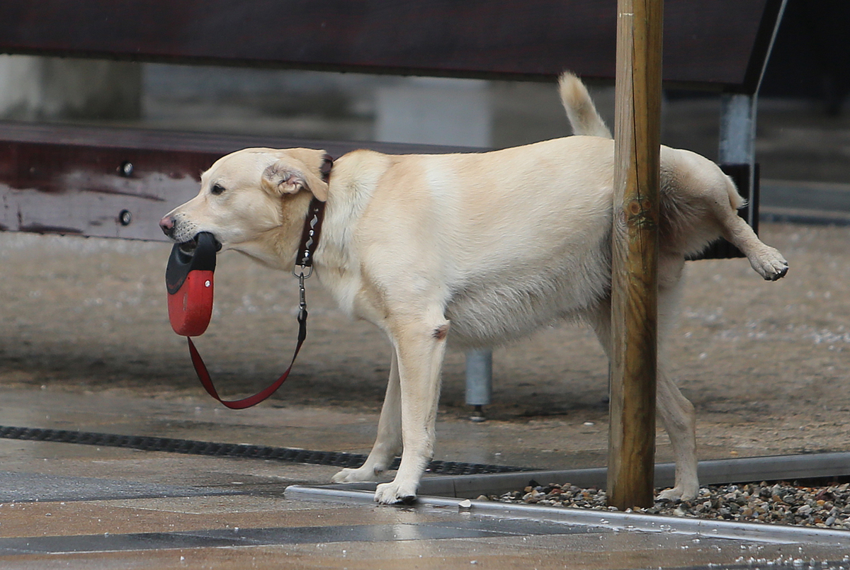 Da vaš pes ne bo lulal po preprogi, uporabite ta vonj