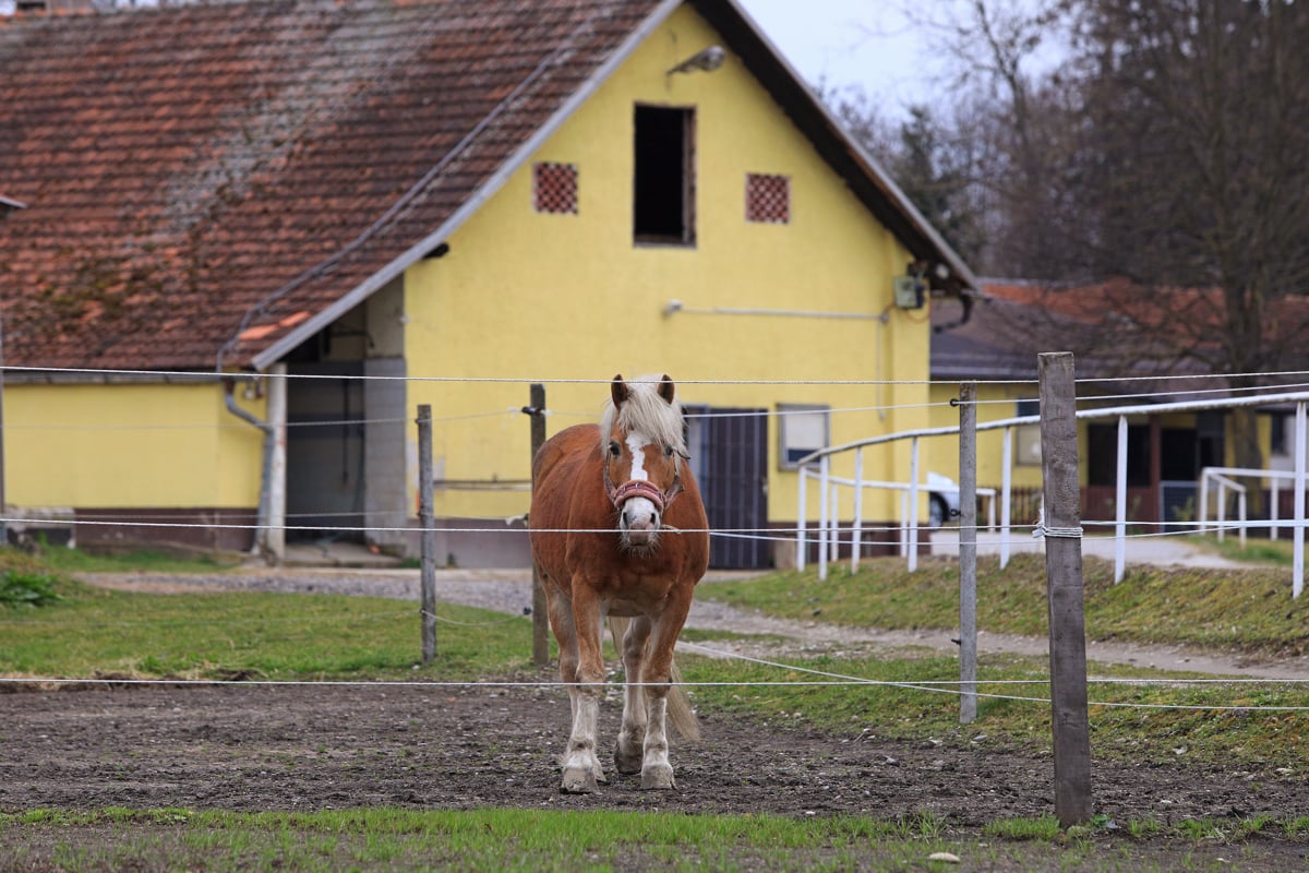 (FOTO) Na Hipodromu Kamnica spet nov gospodar in stare težave