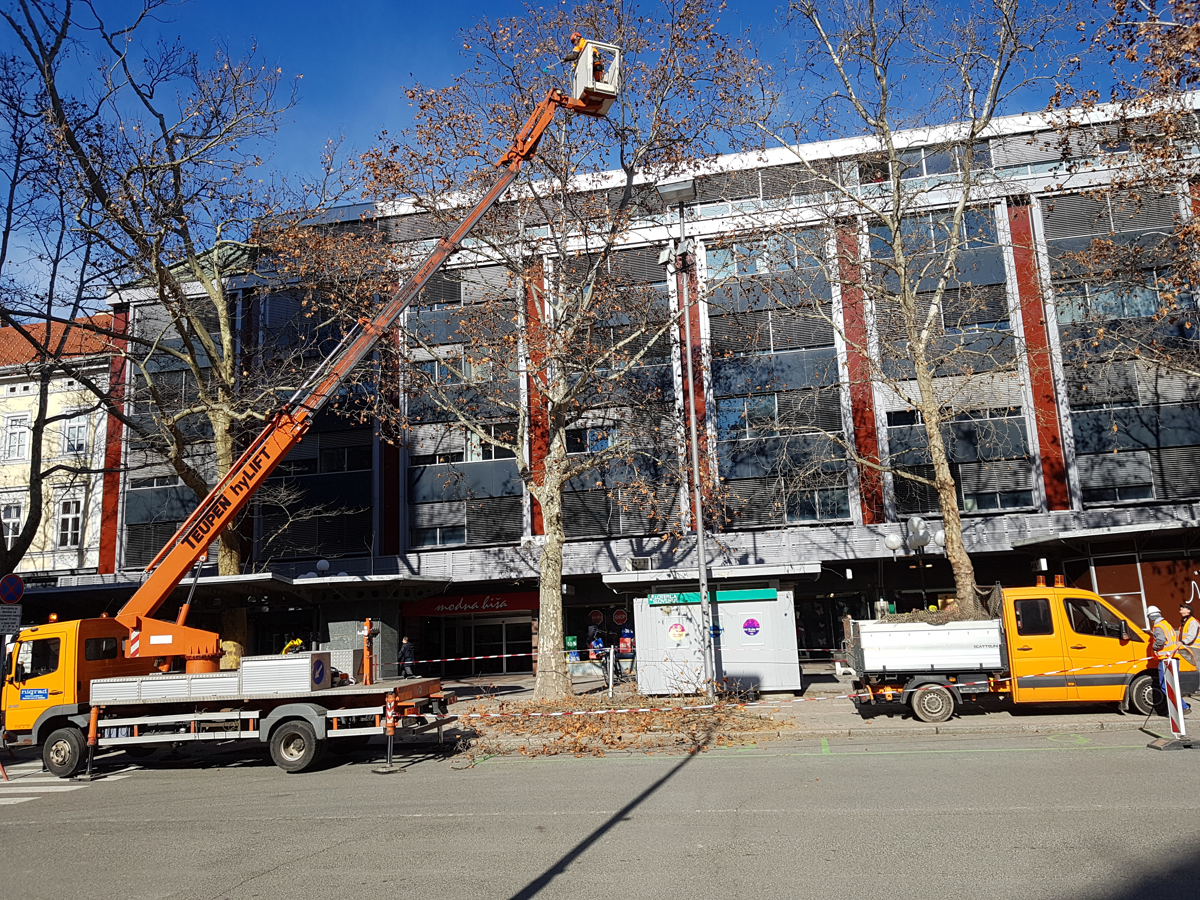 Platane obrezane po desetih letih