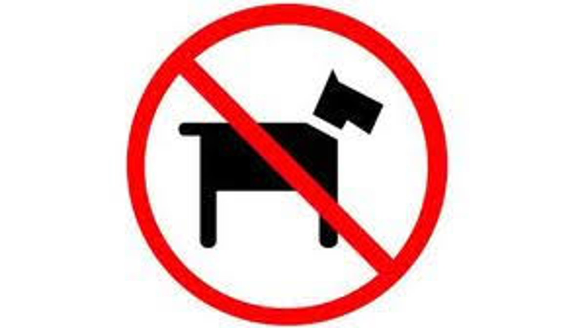 Zakaj psi ne smejo na avtobus?