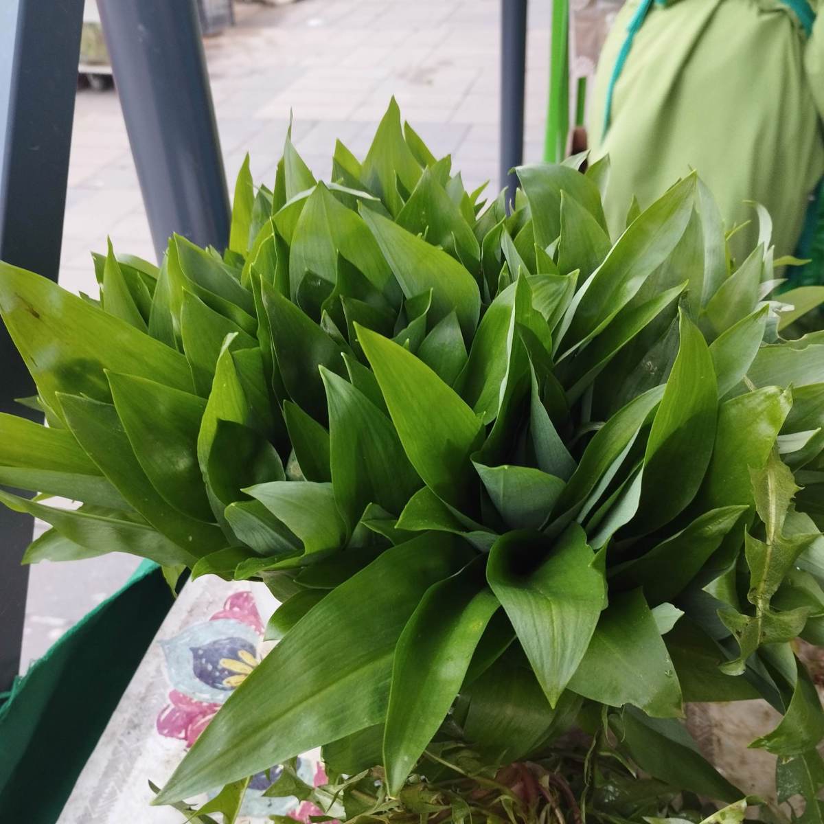 Cene na mariborski tržnici: Koliko stane čemaž