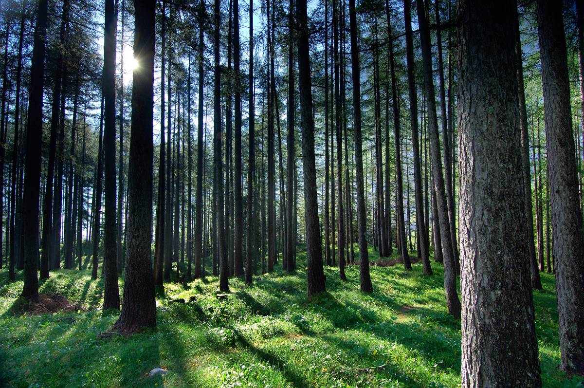 V Avstriji prvič potrdili navzočnost nevarnega klopa