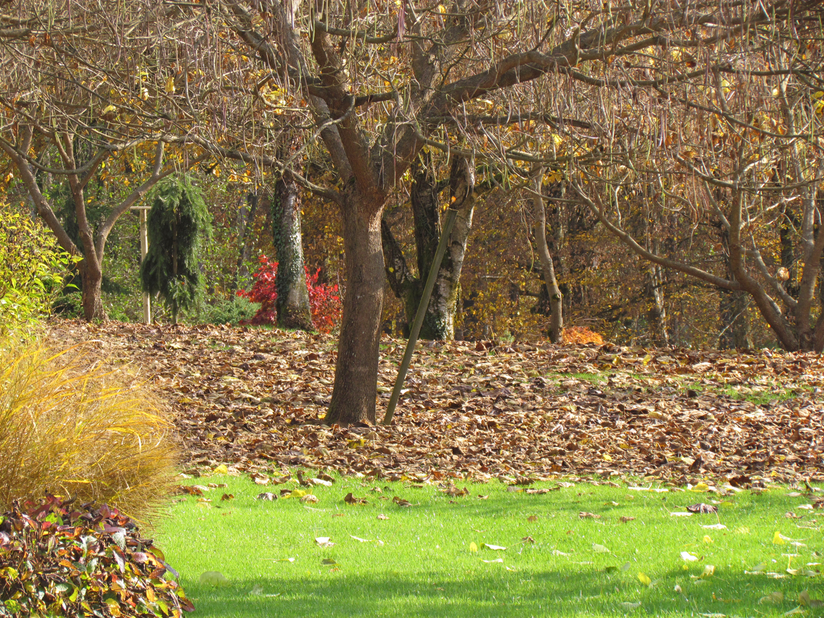 Vrtna opravila v oktobru