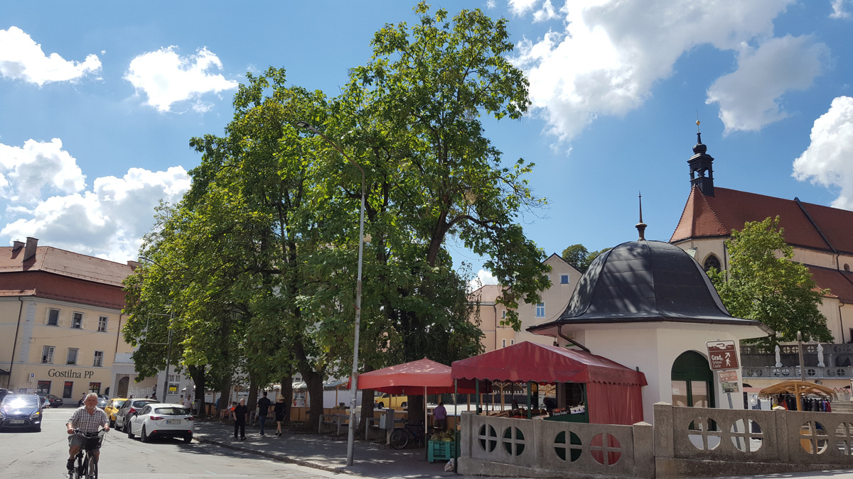 Ptujska tržnica in drevje: Svetniki zdaj navdušeni, iniciativa razočarana