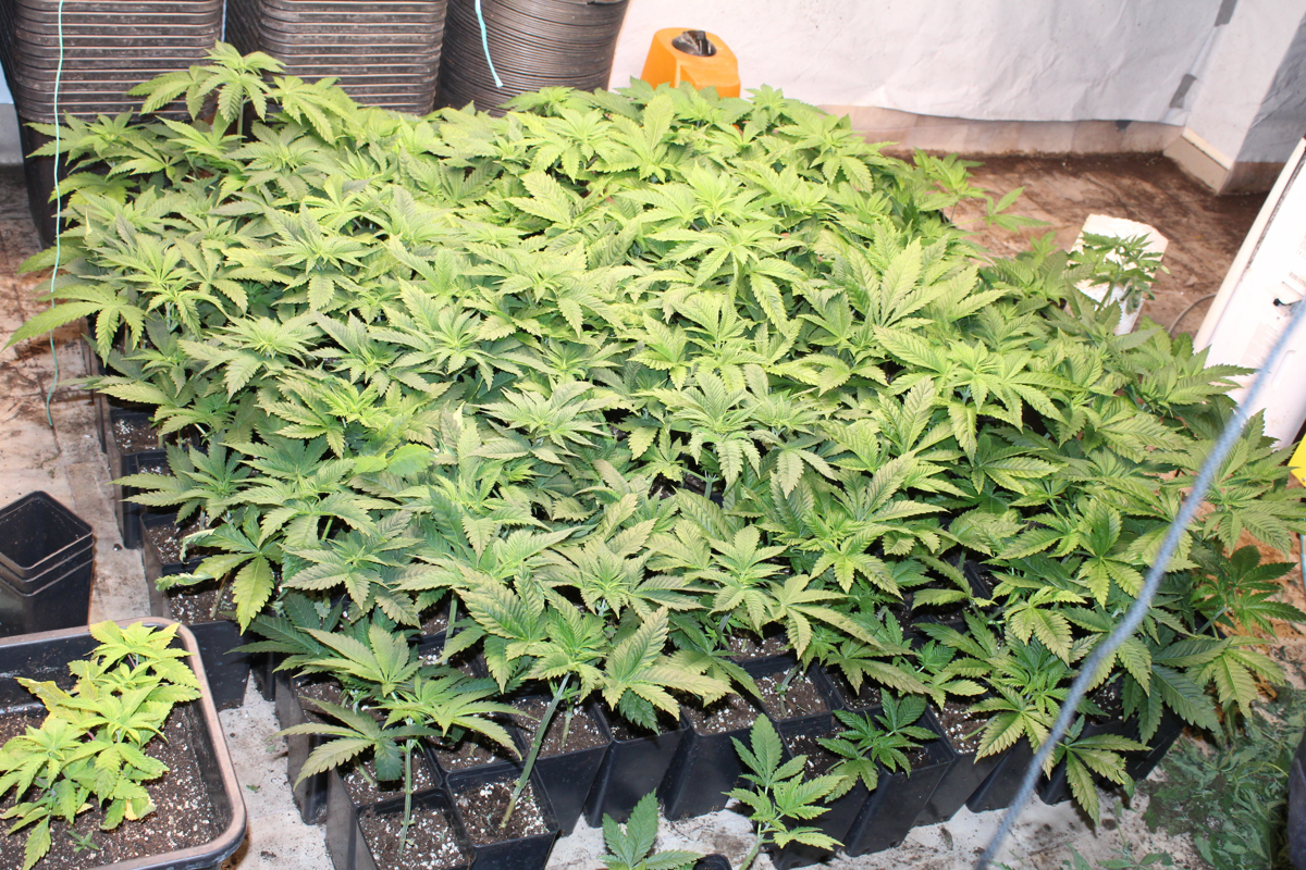 (FOTO) Maribor: 42-letniku zasegli orožje, pri njem našli tudi 145 sadik konoplje