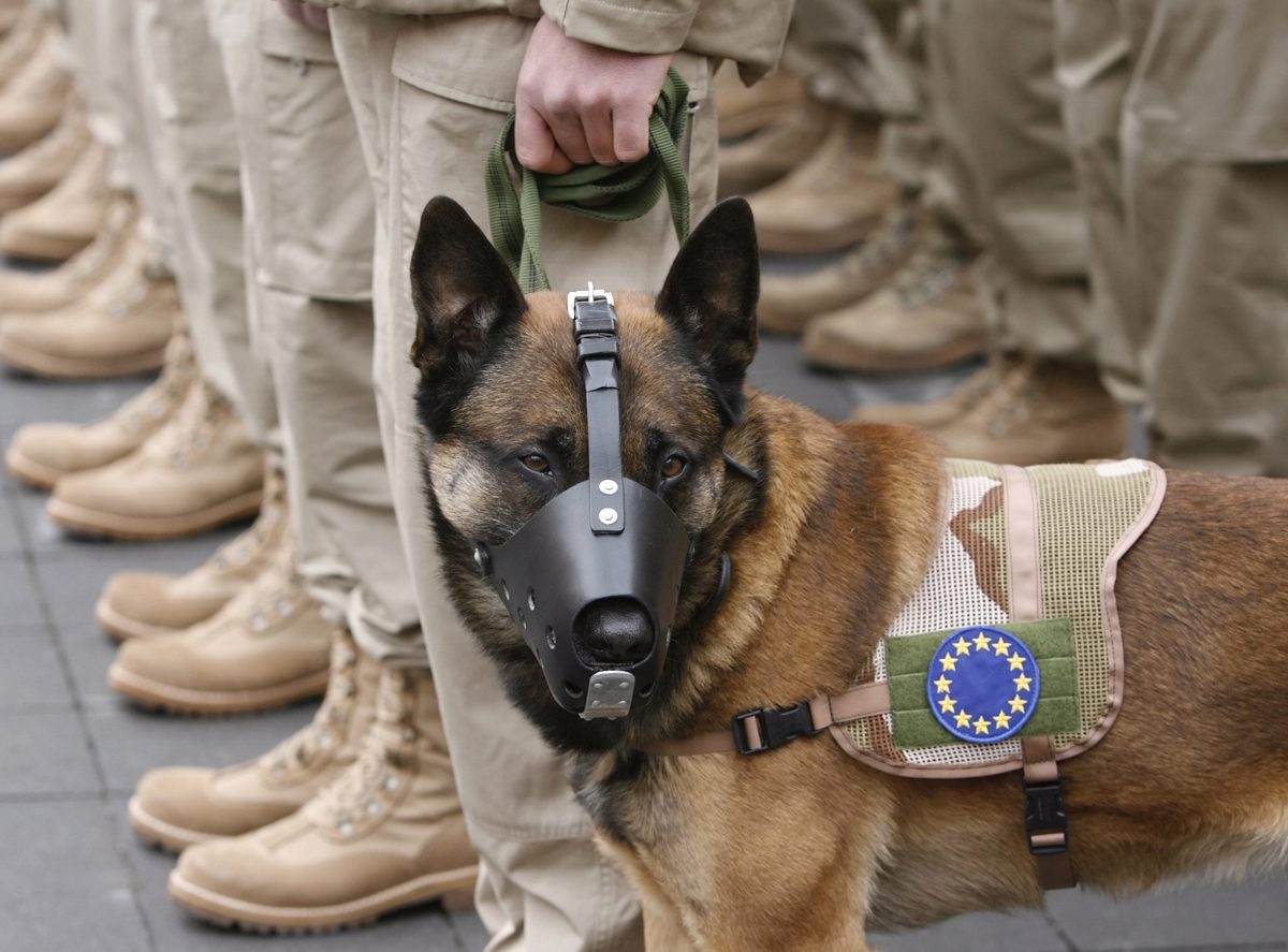 Belgijska ovčarja ponoči napadla vojaka, 31-letnik umrl