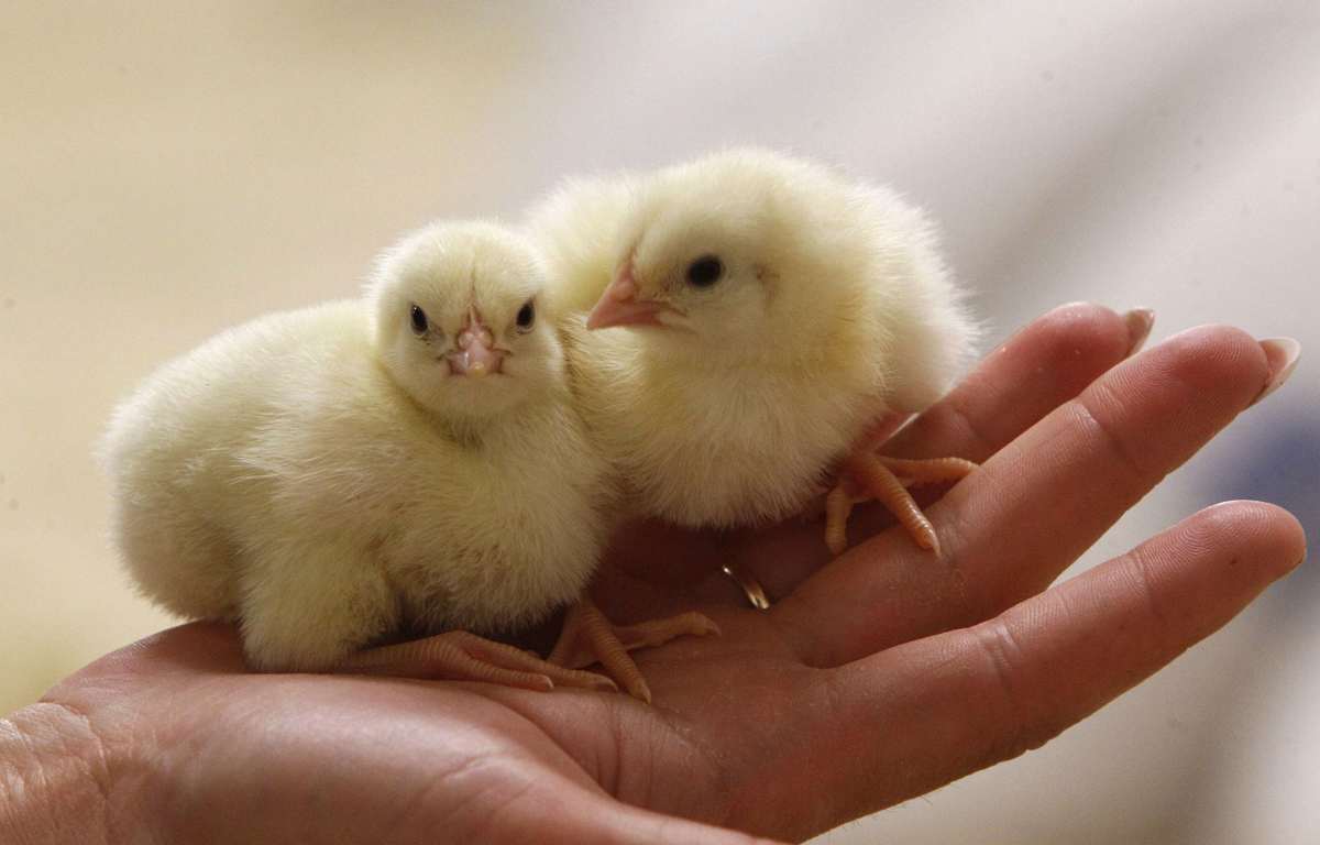 Gre tudi brez mletja živih piščancev