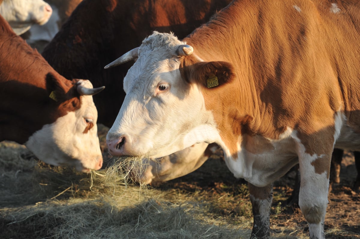 Toni Balažič, prvi mož Panvite: Nimamo mesa iz sporne poljske klavnice