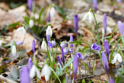 Cvetlice, ki lepo uspevajo pod krošnjami
