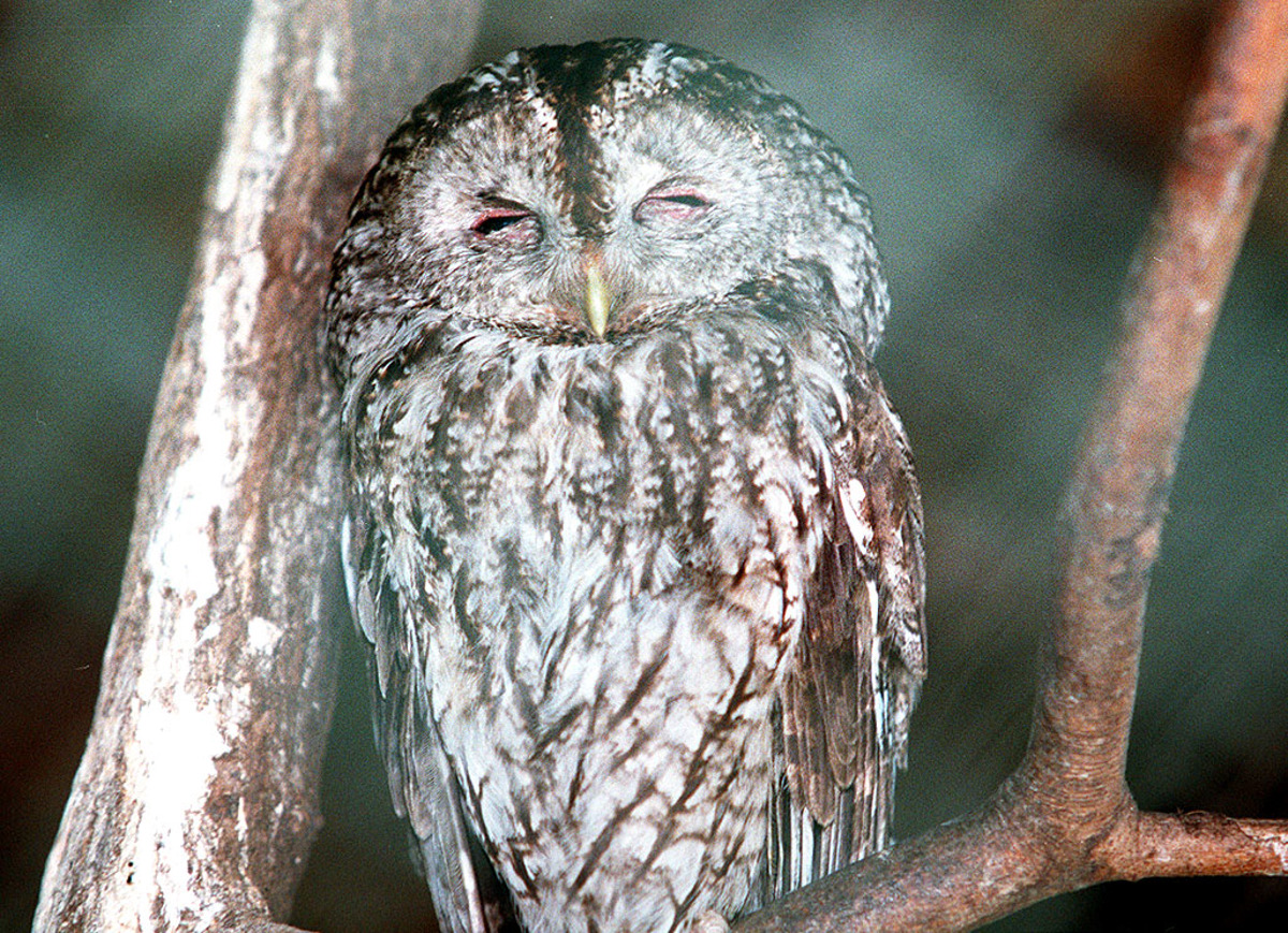 Smo za bio, smo za naravo. Res?