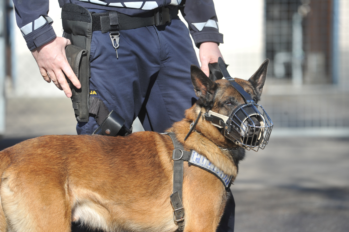 Celjski policisti preiskujejo okoliščine smrti dekleta, ki jo je pred leti povzročil osumljenec zavarovalniške goljufije