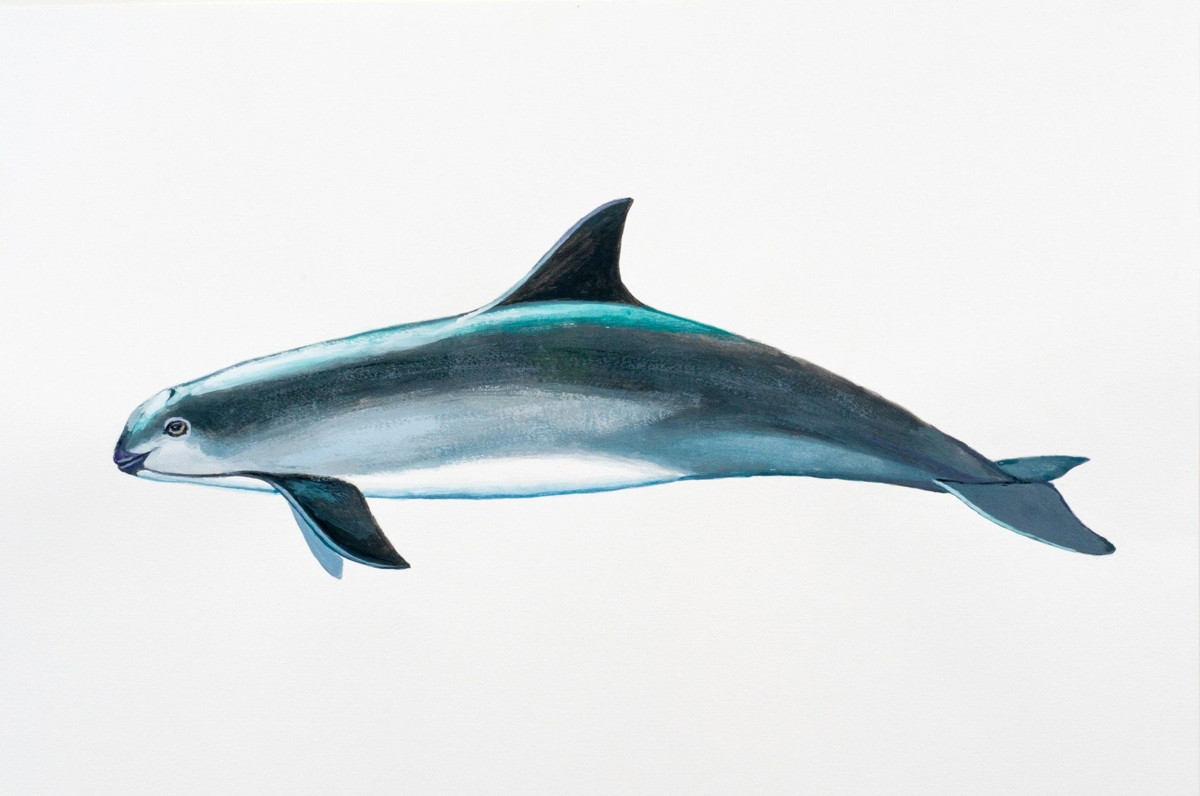 Izumiranje vrst: Živi le še 10 najmanjših pliskavk