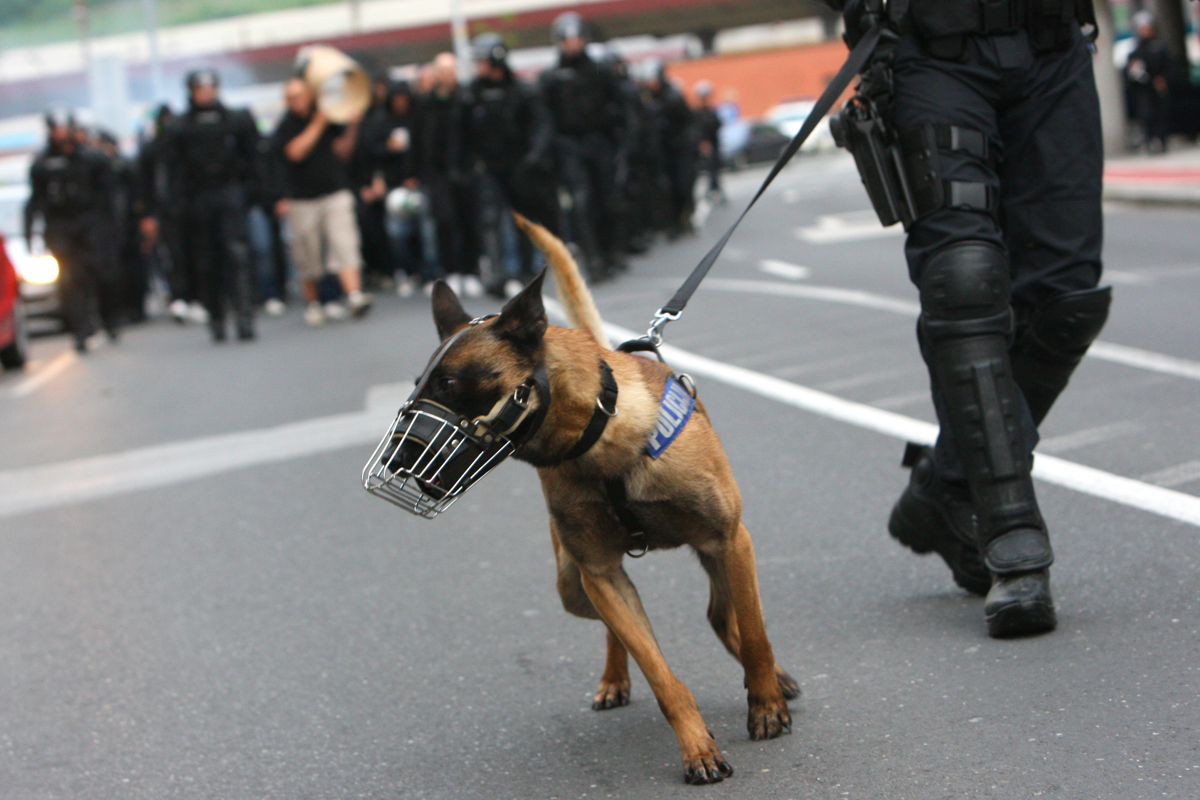Policija prodaja. Bi rabljen avto ali psa?