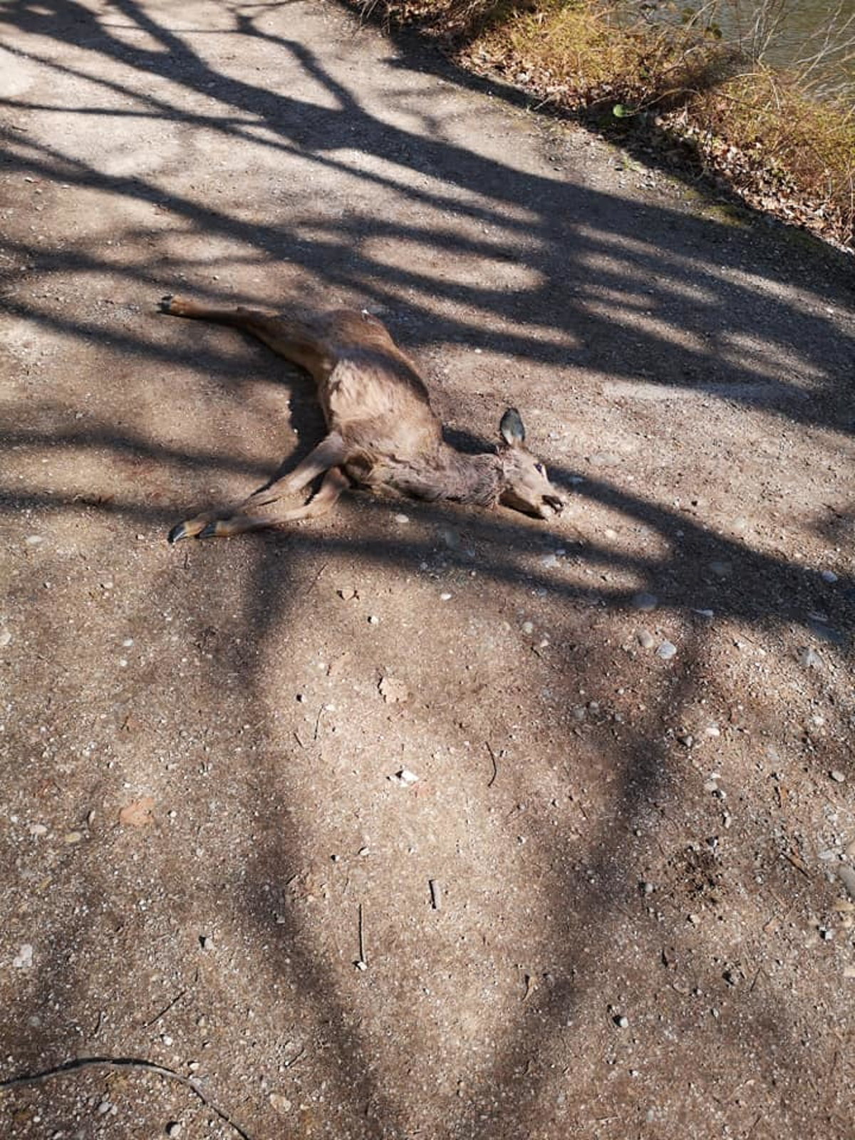 (FOTO) Mestni park: Psa smrtno ranila srno, lastniki pa v beg